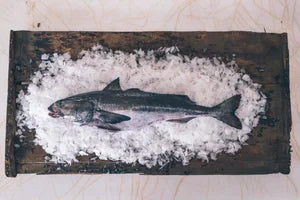 Wild PNW Sablefish (Black Cod) CSF Share