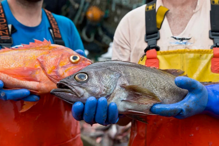 Wild PNW Rockfish CSF Share