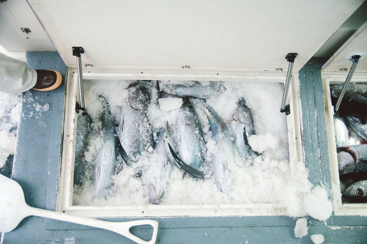 Wild PNW Albacore Tuna CSF Share