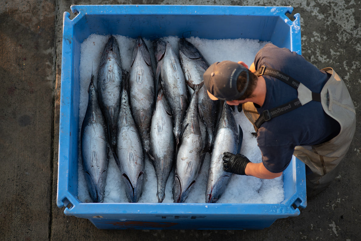 Wild PNW Albacore Tuna CSF Share
