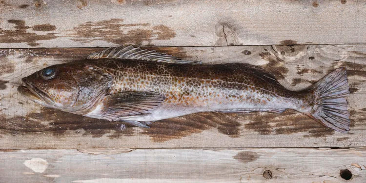 Wild PNW Lingcod CSF Share