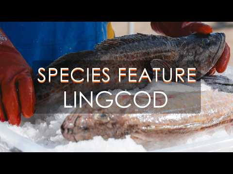 Wild PNW Lingcod CSF Share